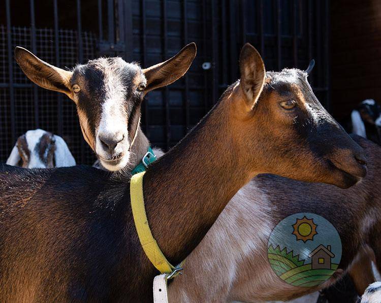 Тоггенбургская порода коз: описание + фото