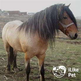 Башкирская лошадь: описание, масти, характер, фото
