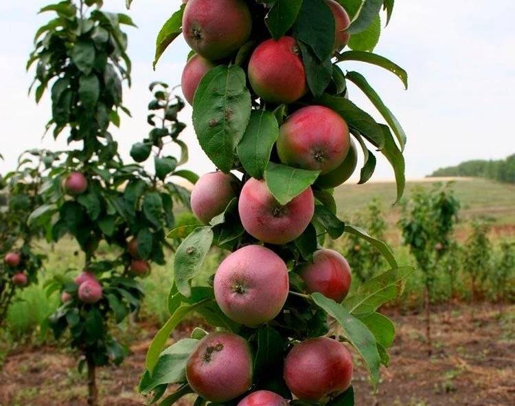 Все о колоновидных яблонях