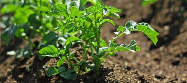 Ботва картофеля рано полегла: причины и что делать чтобы спасти урожай