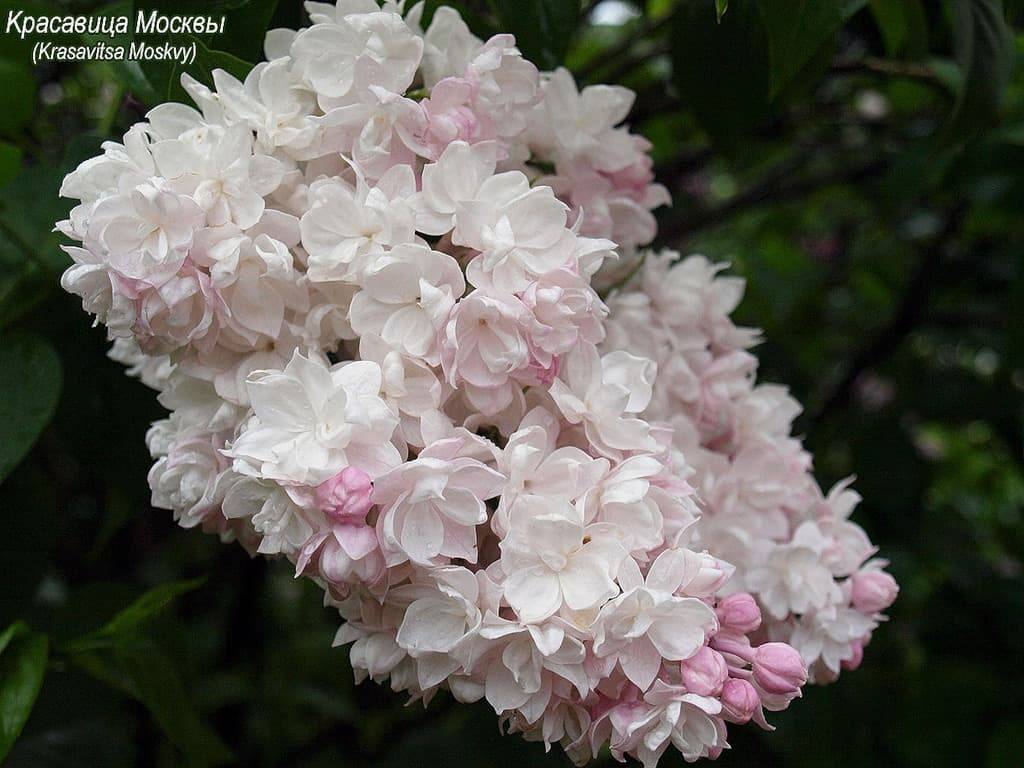 Сирень красавица москвы — описание moscow beauty, уход и посадка + фото цветущих растений в саду