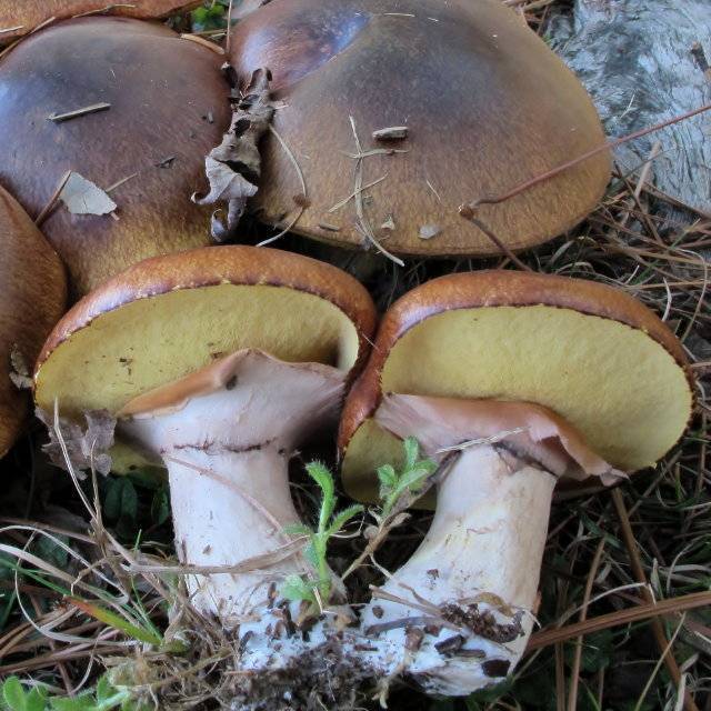 Грибы маслята – съедобные грибы