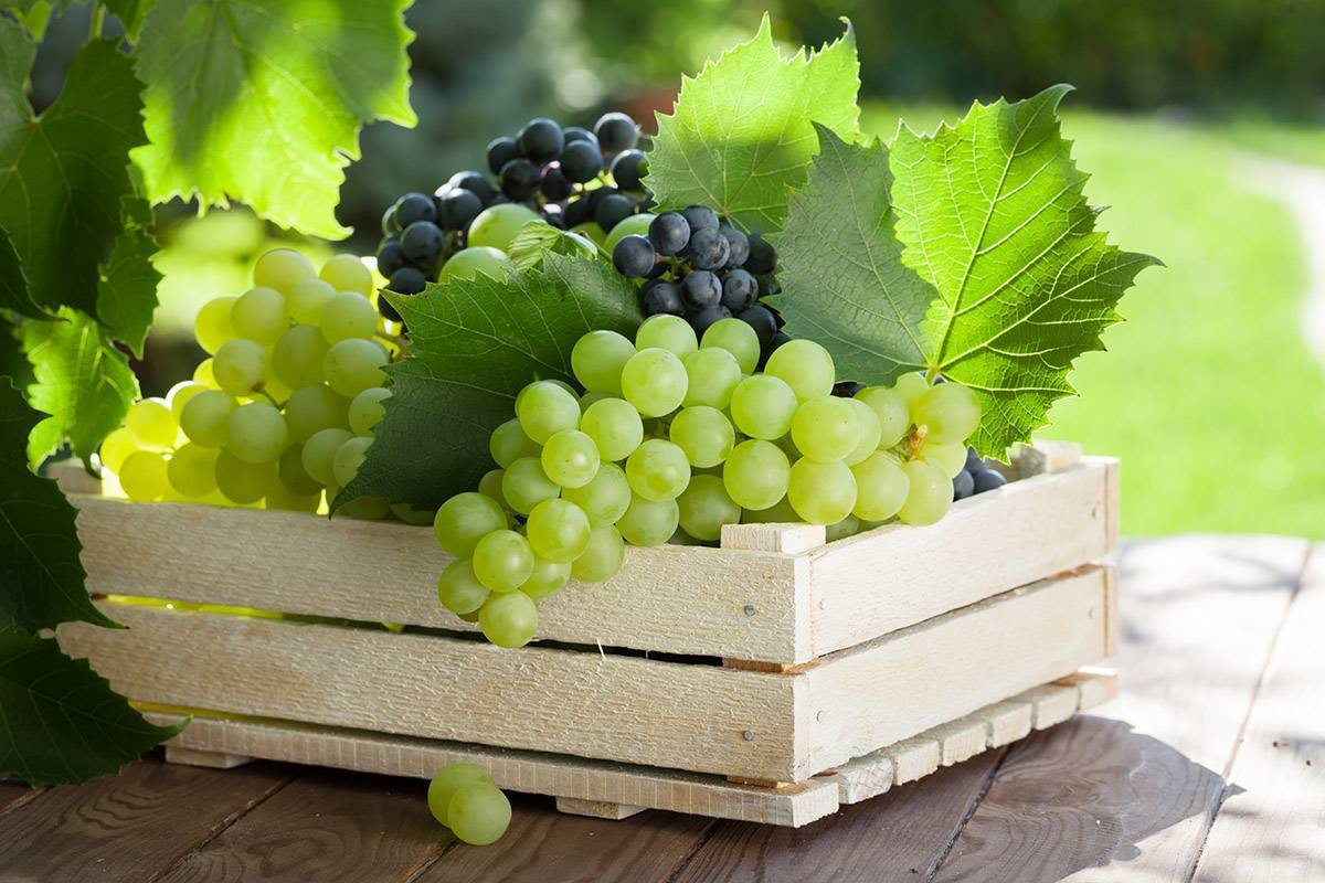 Как сохранить виноград на зиму свежим