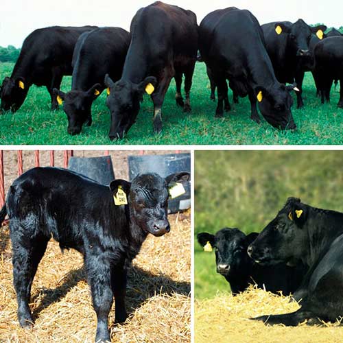 Мясные породы коров: описание и фото крс этого направления, в том числе, выведенного в россии, рекомендации по выбору