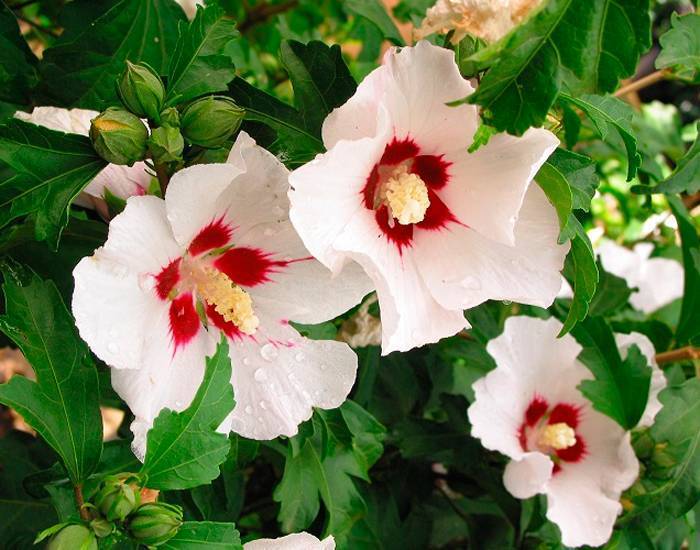 Гибискус изменчивый (hibiscus mutabilis), или "сумасшедшая роза": фото и описание, выращивание из семян и черенков, уход в домашних условиях и похожие цветы русский фермер