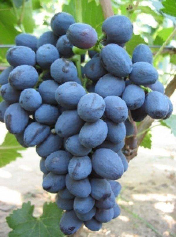 Описание сорта винограда забава: фото и отзывы | vinograd-loza