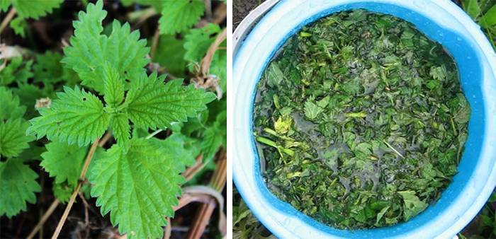 Удобрение из крапивы: как приготовить настой для подкормки растений