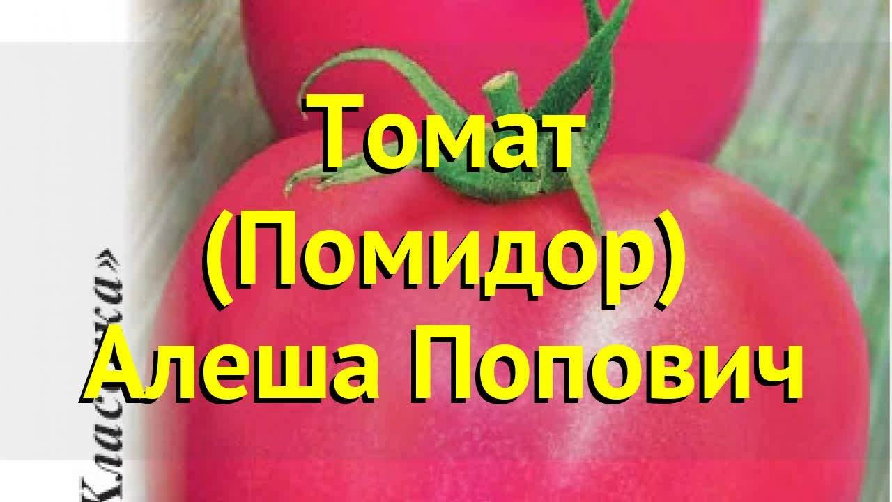 Правила выращивания томата алеша попович