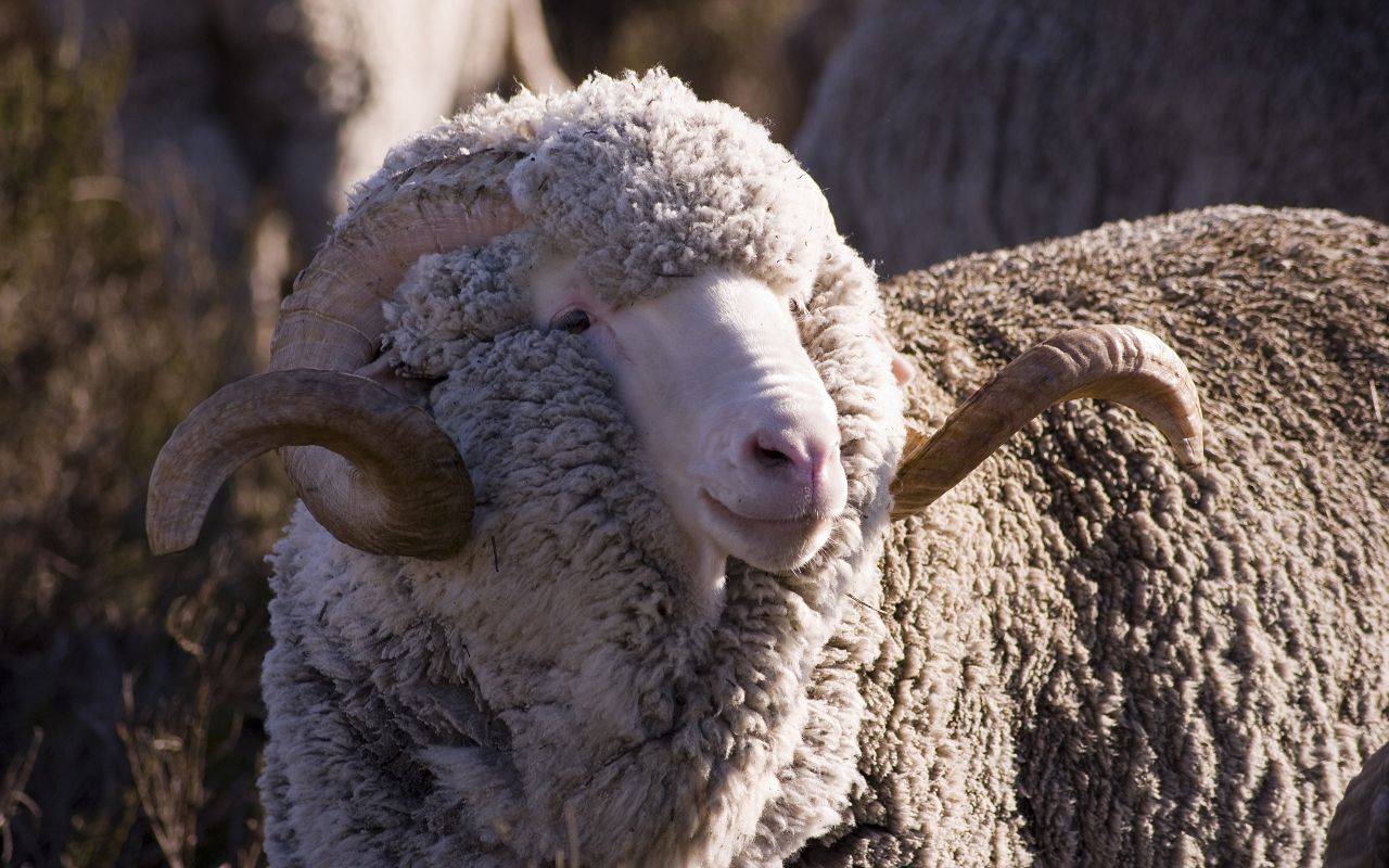 Порода овец меринос (27 фото): описание самой распространенной породы баранов в австралии, содержание австралийских и советских мериносов в россии, тонкости овцеводства