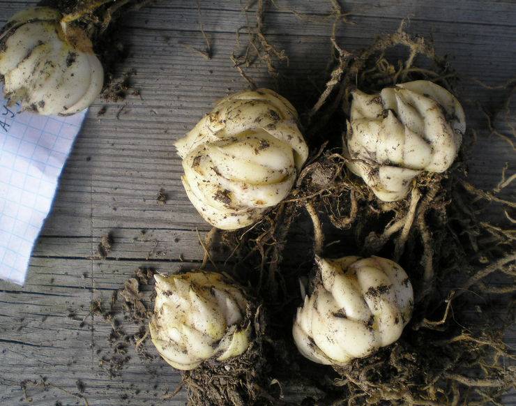Как хранить луковицы лилий в домашних условиях до посадки