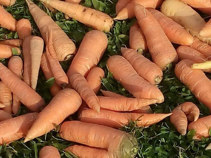 Когда надо и как нужно прореживать морковь на грядке