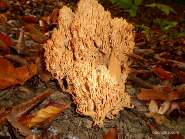 Съедобность грибов оленьи рожки и их описание (+22 фото)
