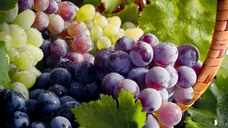 Виноград красный — особенности и характеристики более 200 сортов культуры