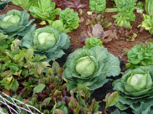 Лучшие 15 сортов поздней капусты для хранения на зиму и правила выращивания