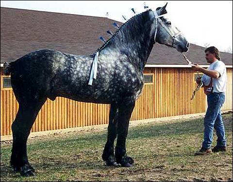 ᐉ французская лошадь породы першерон - zooon.ru