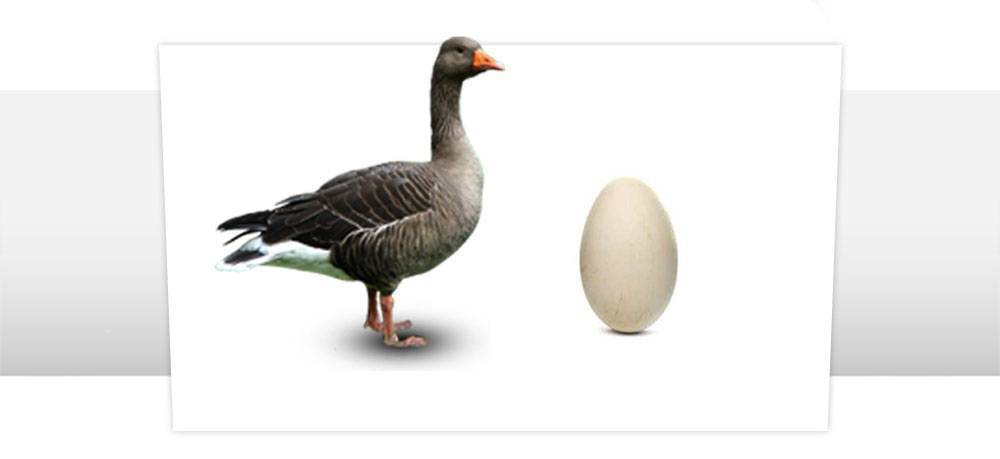 Все об инкубации гусиных яиц в домашних условиях: таблица температуры, влажность