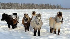 Якутская лошадь — описание и фото породы | мои лошадки