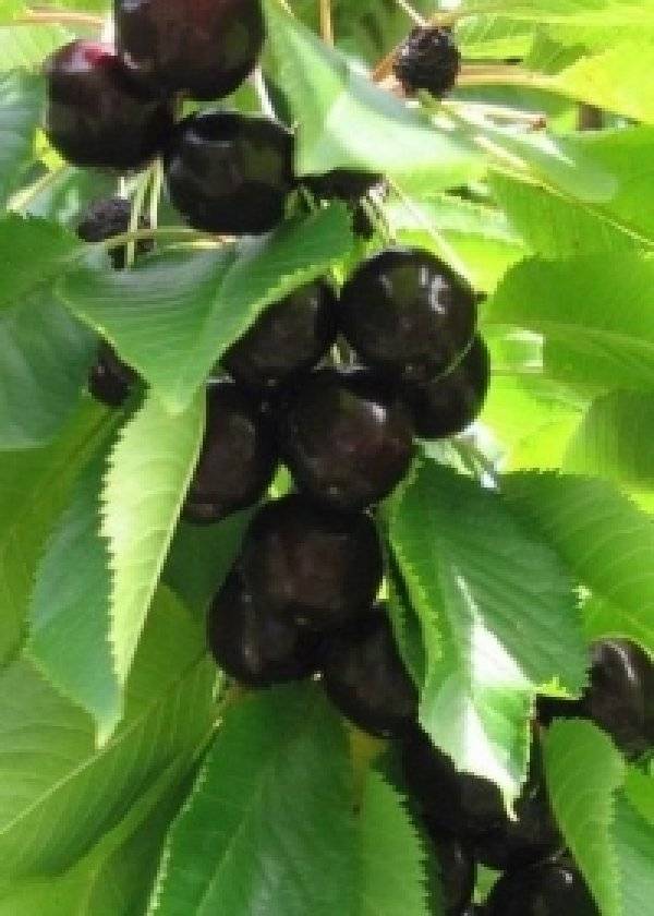 Черешня черная - описание сорта, фото, отзывы садоводов - журнал "совхозик"