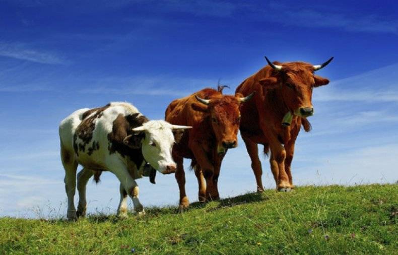 Сколько весит взрослая корова в среднем - лучший огород