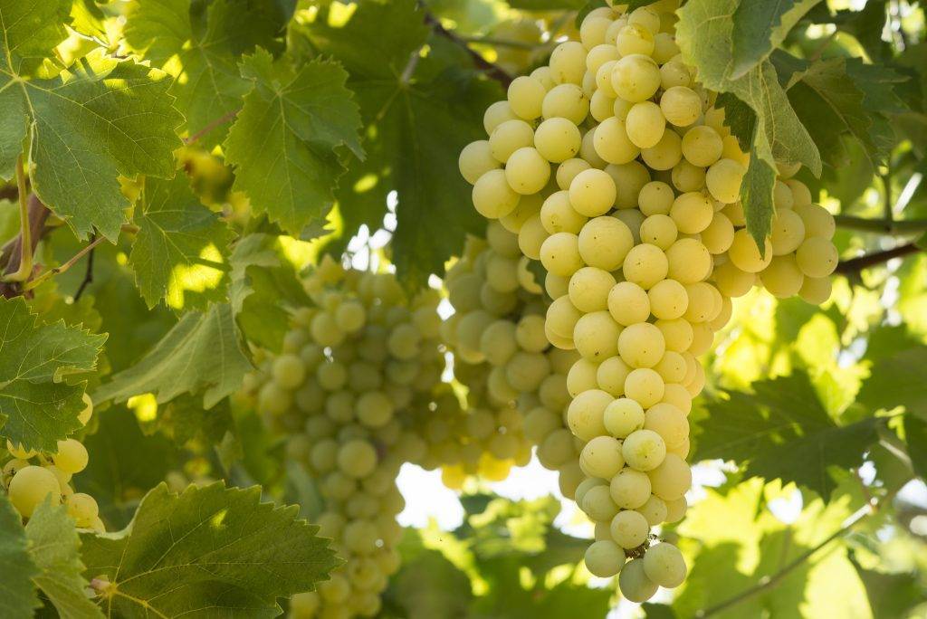 Виноград «бианка» описание технического винного сорта