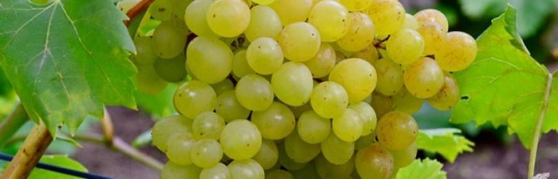 Виноград кишмиш: лучшие бессемянные сорта