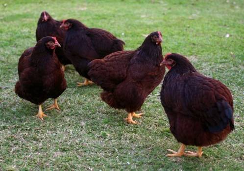 Род-айленд - мясо-яичная порода кур. характеристики, правила кормления и выращивания, особенности инкубации