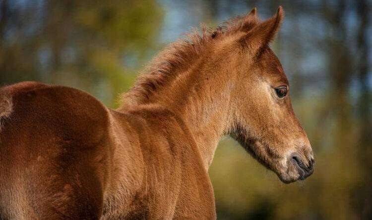 Цикл жизни лошадей: сколько живут? | конный портал