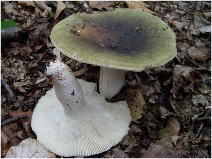 Бледная поганка фото, описание, симптомы отравления грибом