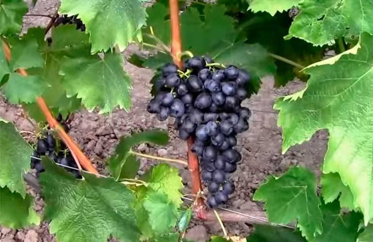 Виноград аттика: описание сорта