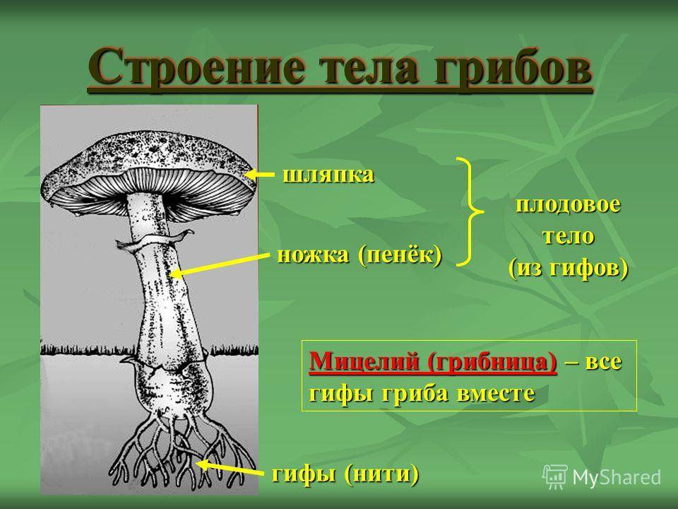 Что такое гифа гриба - дневник садовода semena-zdes.ru