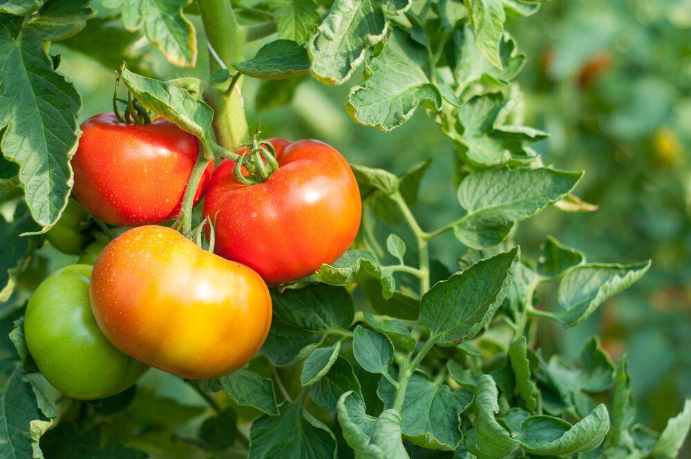 Как правильно заготовить семена помидоров для посадки