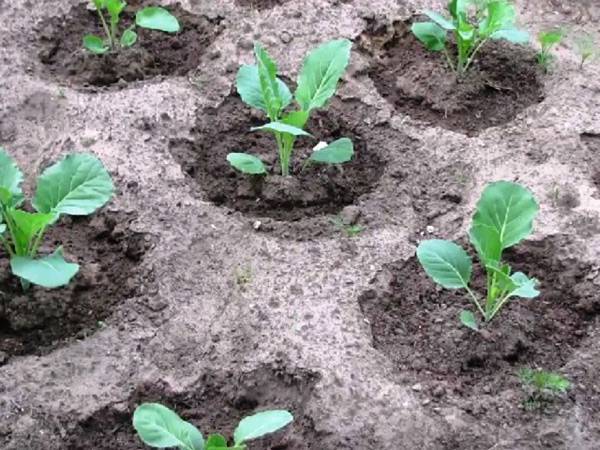 Посадка капусты в грунт семенами: технология и схема, видео и фото