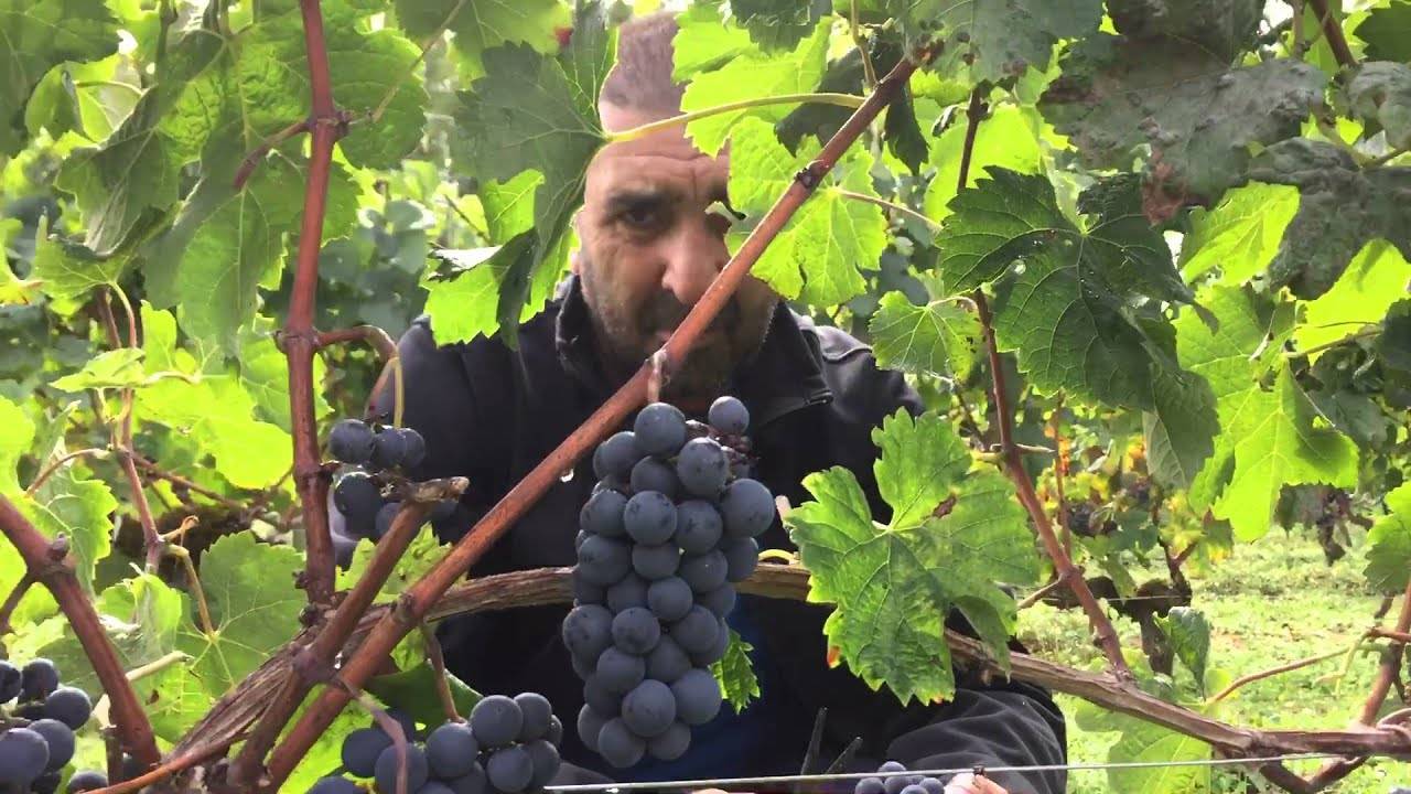 Особенности выращивания винного винограда мерло