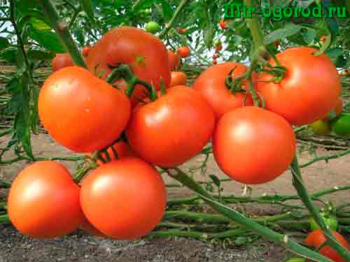 Как подкормить помидоры золой