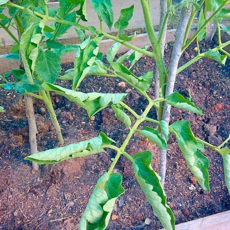 Почему у рассады помидор скручиваются листья причины что делать фото видео