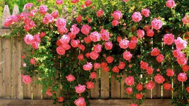Подкормка роз весной - органика, минеральные, народные средства