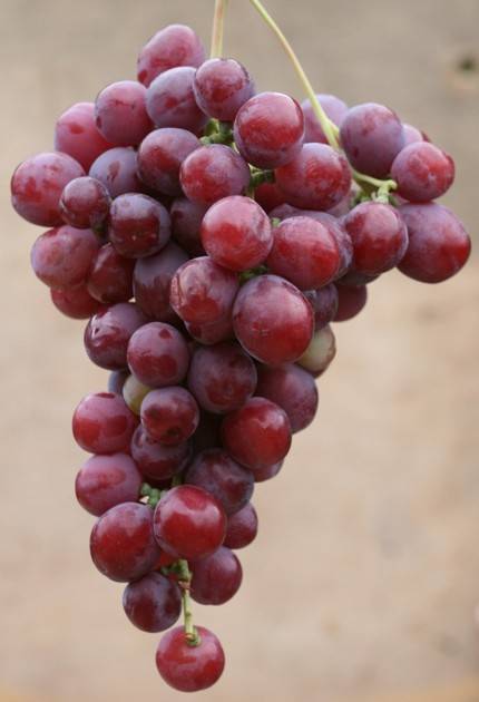 Виноград дюжина: описание сорта - про сорта