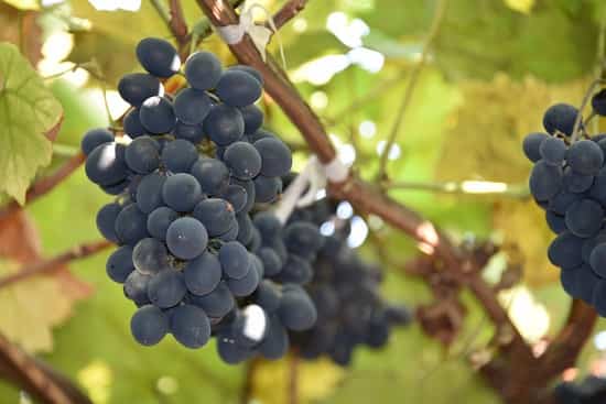 Осеннее опрыскивание винограда