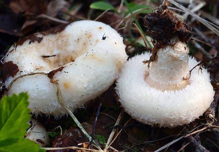 Подгруздок белый — описание, где растет, ядовитость гриба
