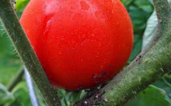 Тля на помидорах: 7 способов борьбы и 7 профилактических действий