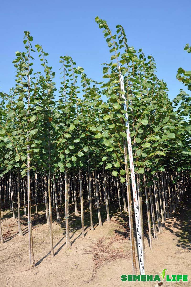 Секреты выращивания липы на участке и размножение дерева
