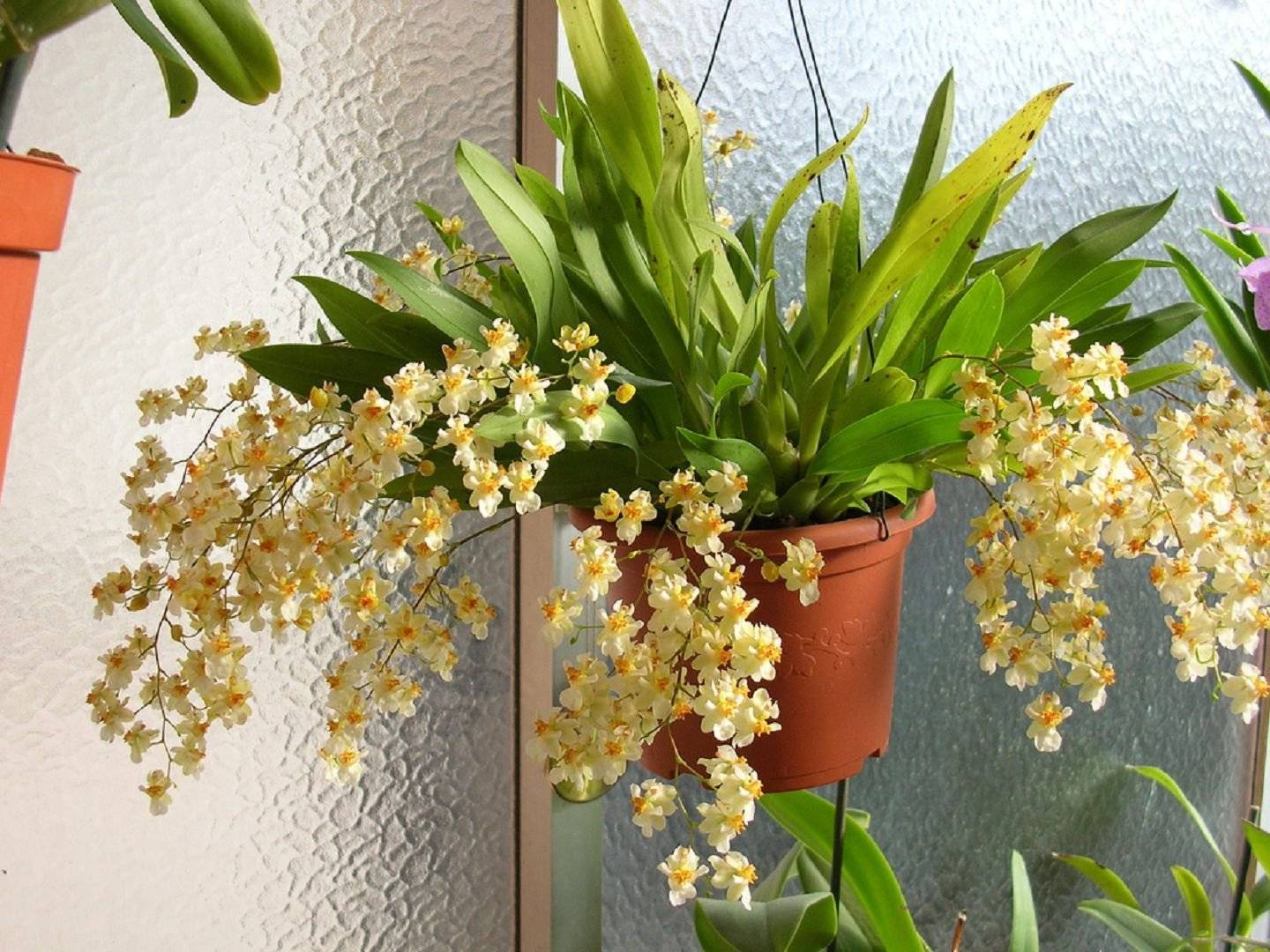 Орхидея пафиопедилум: уход в домашних условиях, виды, пересадка, размножение