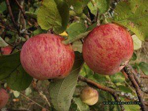 Яблоня штрейфлинг: описание сорта, фото, отзывы садоводов