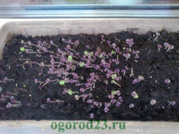 Выращивание базилика из семян на подоконнике в домашних условиях