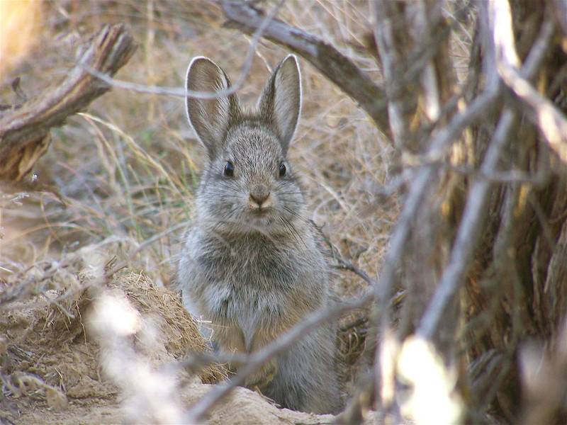 Самые крупные породы кроликов - описание