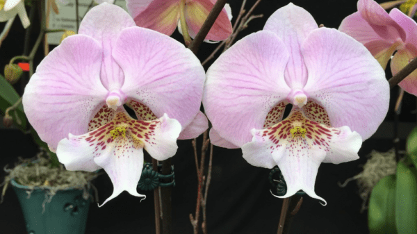Орхидея биг лип бархат: описание с фото