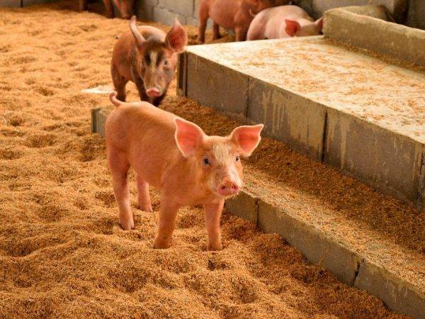 Разведение свиней как бизнес: окупаемость, преимущества и недостатки