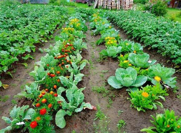 Совместимость растений в саду и огороде: таблица правильных посадок овощей и других культур