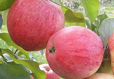 Яблоня мельба описание фото отзывы + яблоня мельба как сажать