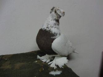 Особенности узбекских двухчубых голубей